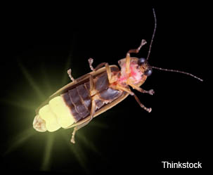 What is the lifespan of a lightning bug?